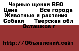 Черные щенки ВЕО › Цена ­ 5 000 - Все города Животные и растения » Собаки   . Тверская обл.,Осташков г.